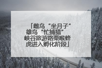 雌鸟“坐月子”雄鸟“忙捕猎” 峡谷旅游路栗喉蜂虎进入孵化阶段
