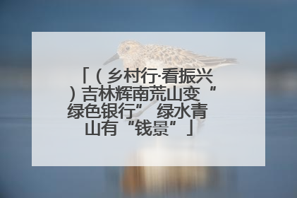 （乡村行·看振兴）吉林辉南荒山变“绿色银行” 绿水青山有“钱景”