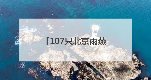 107只北京雨燕完成年度“体检”